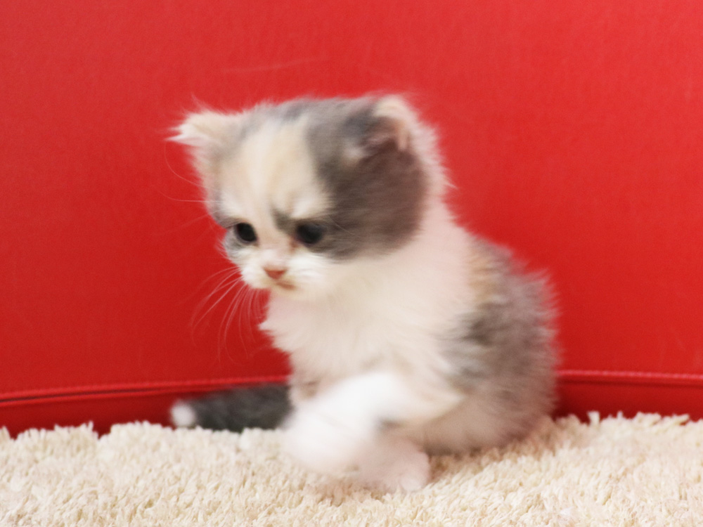 スコティッシュフォールドの子猫画像