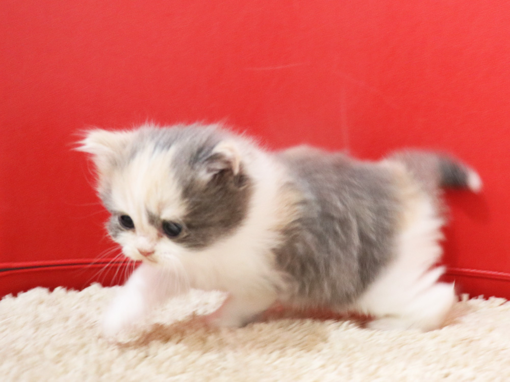 スコティッシュフォールドの子猫画像