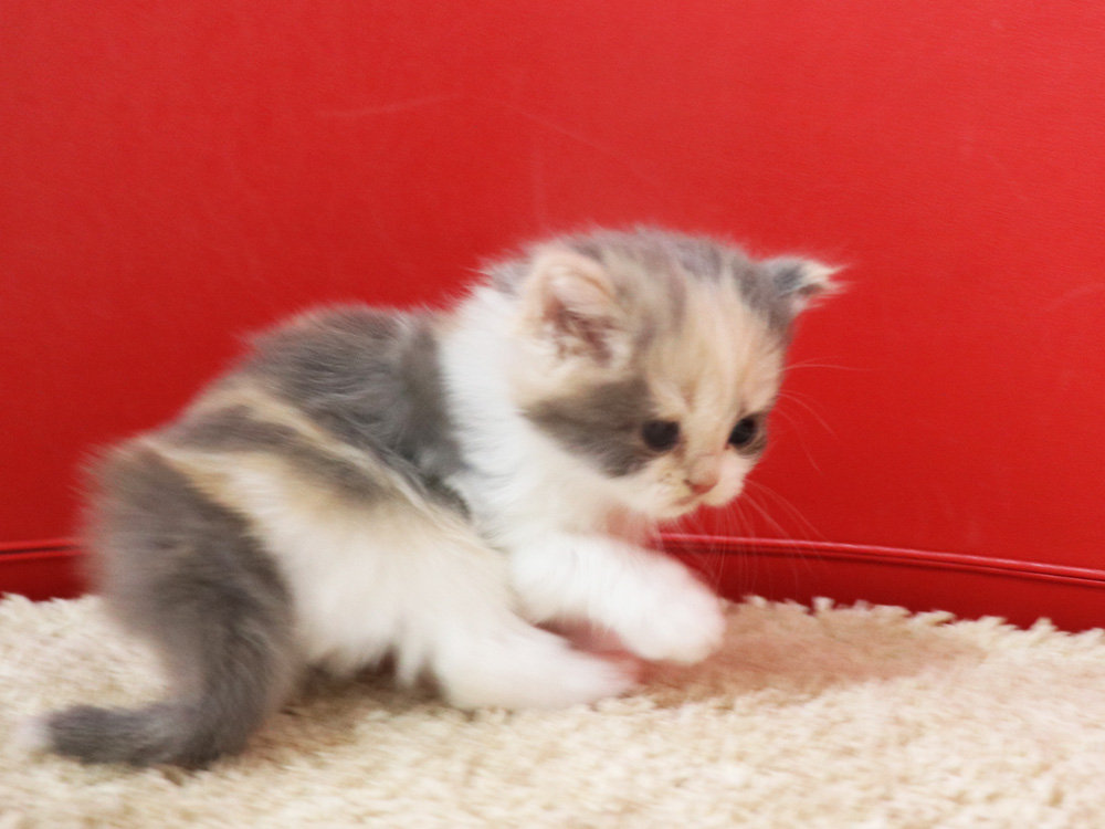 スコティッシュフォールドの子猫画像