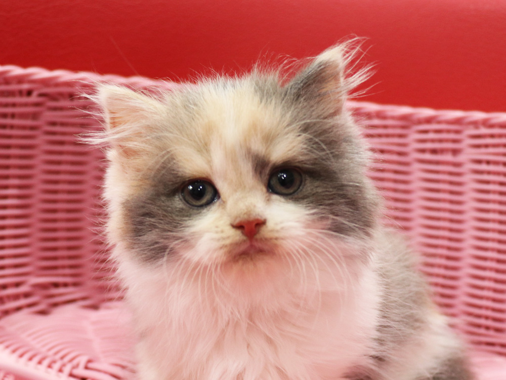 スコティッシュフォールドの子猫画像