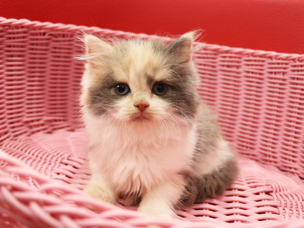 スコティッシュフォールドの子猫画像