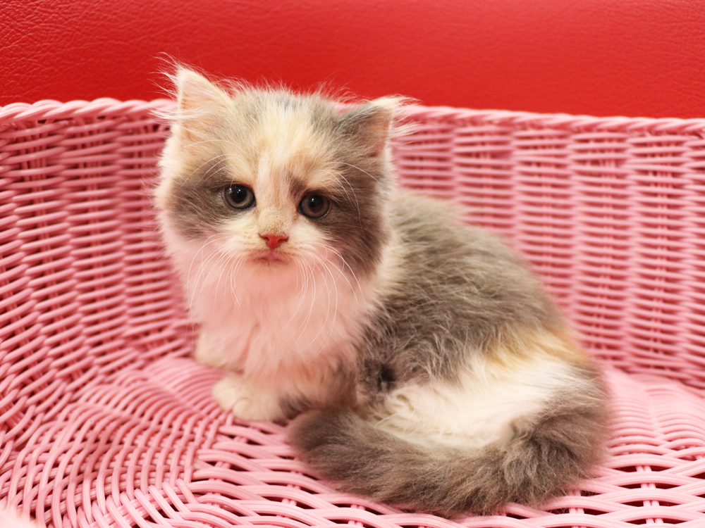スコティッシュフォールドの子猫画像