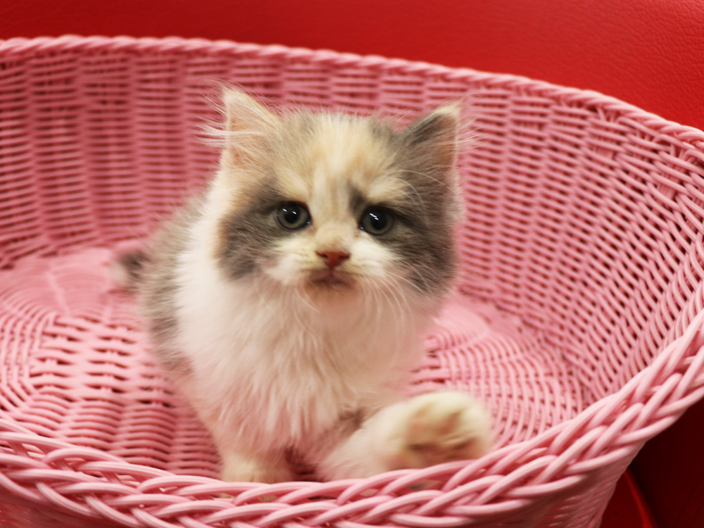 スコティッシュフォールドの子猫画像