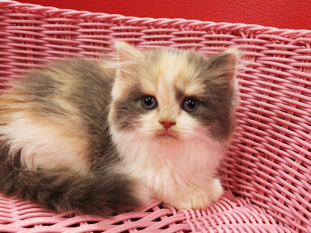 スコティッシュフォールドの子猫画像