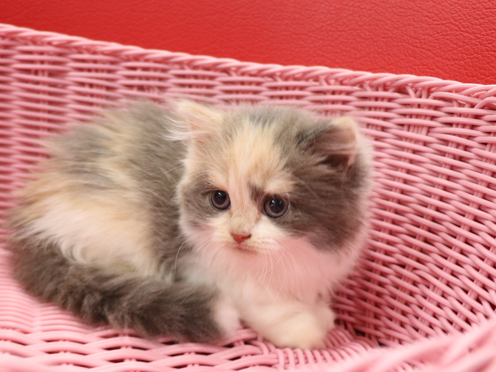 スコティッシュフォールドの子猫画像