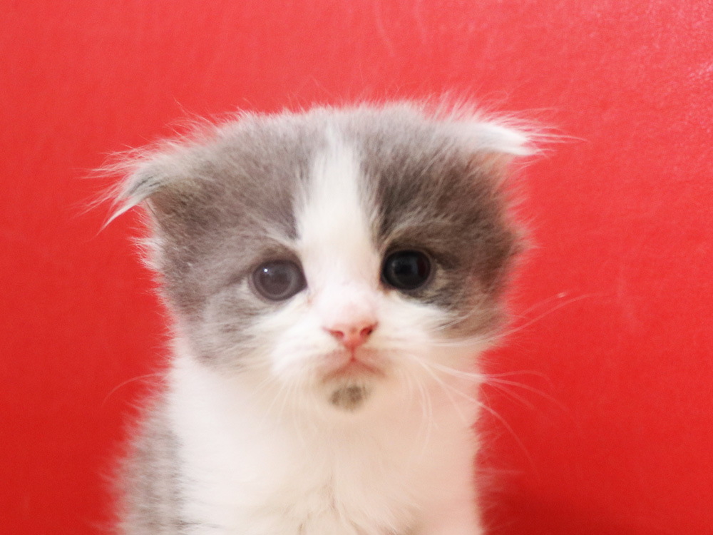スコティッシュフォールドの子猫画像