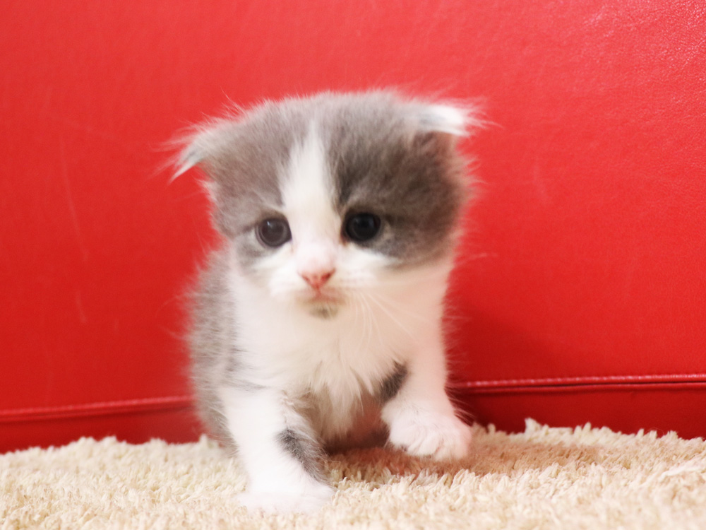 スコティッシュフォールドの子猫画像