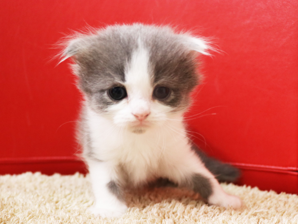 スコティッシュフォールドの子猫画像