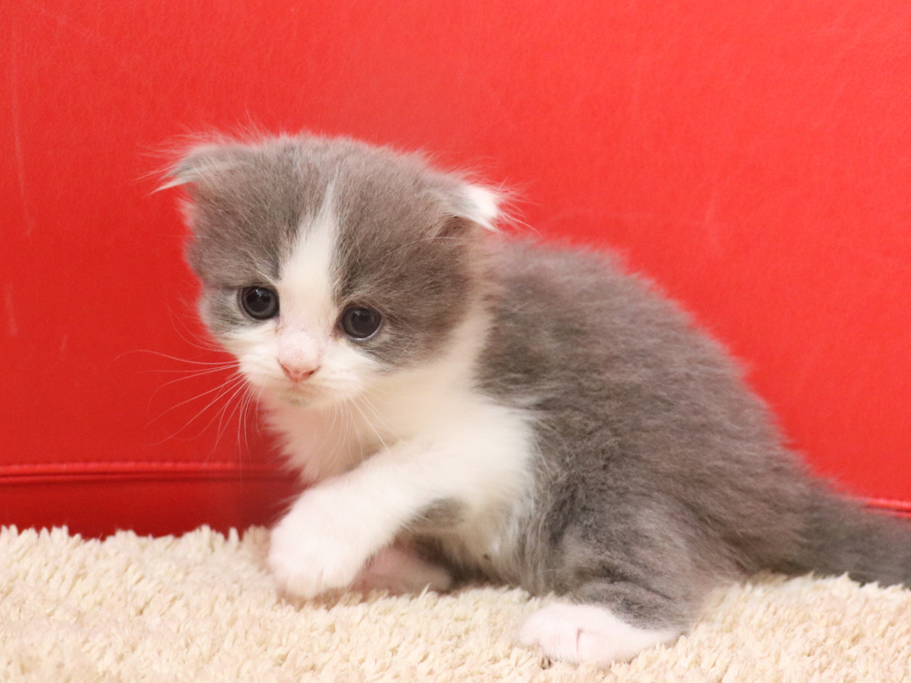 スコティッシュフォールドの子猫画像