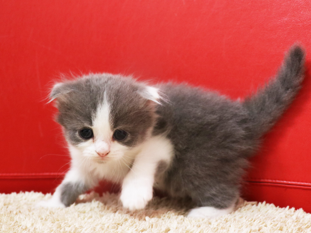 スコティッシュフォールドの子猫画像
