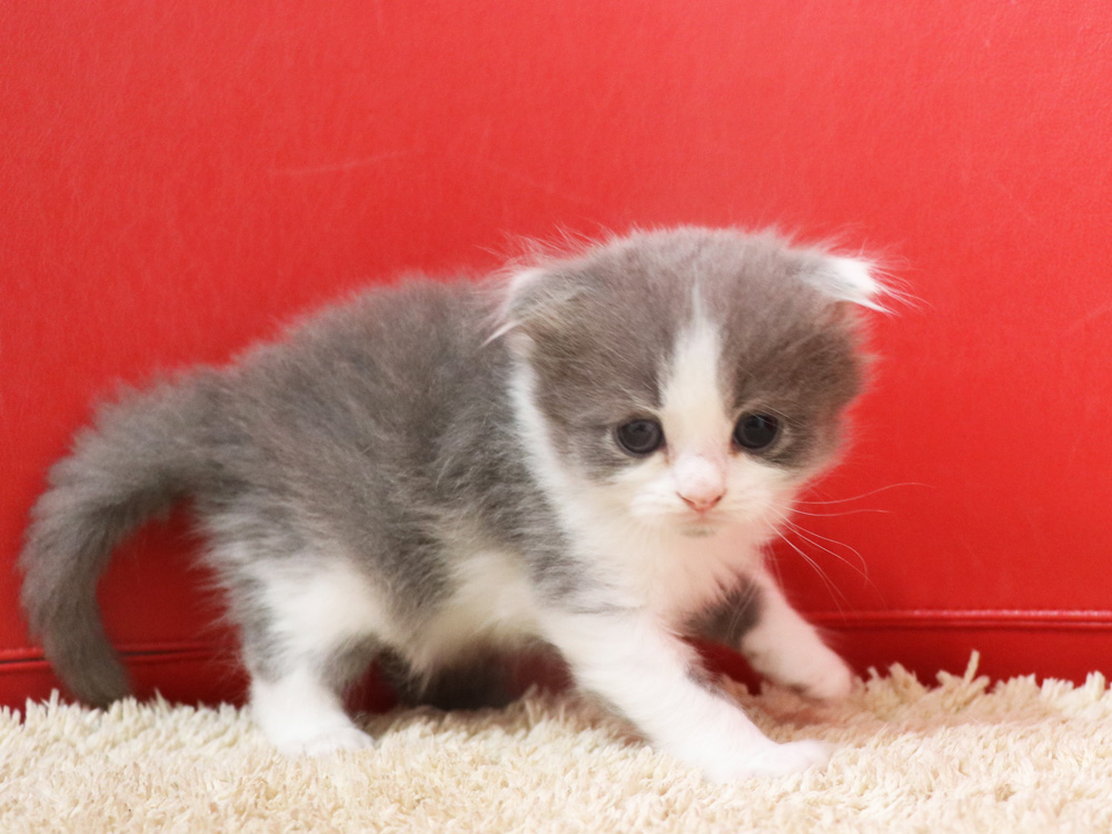 スコティッシュフォールドの子猫画像