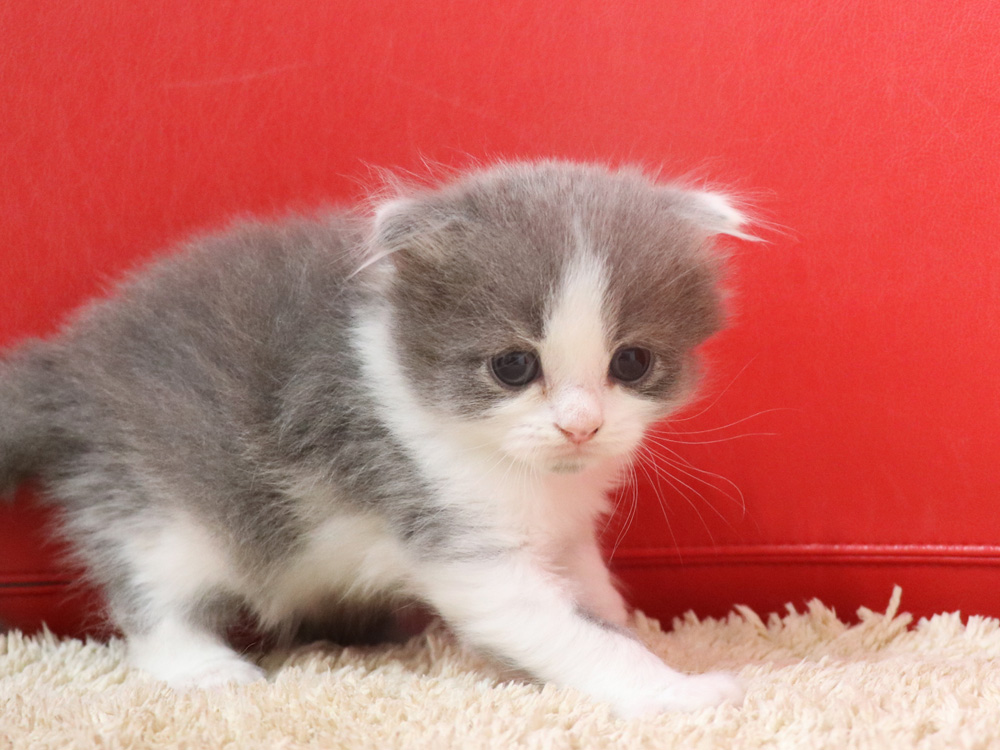 スコティッシュフォールドの子猫画像