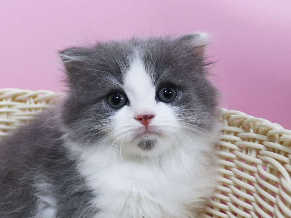 スコティッシュフォールドの子猫画像