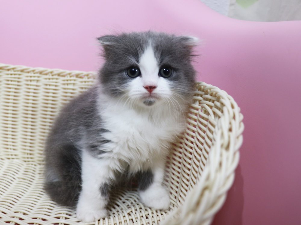 スコティッシュフォールドの子猫画像