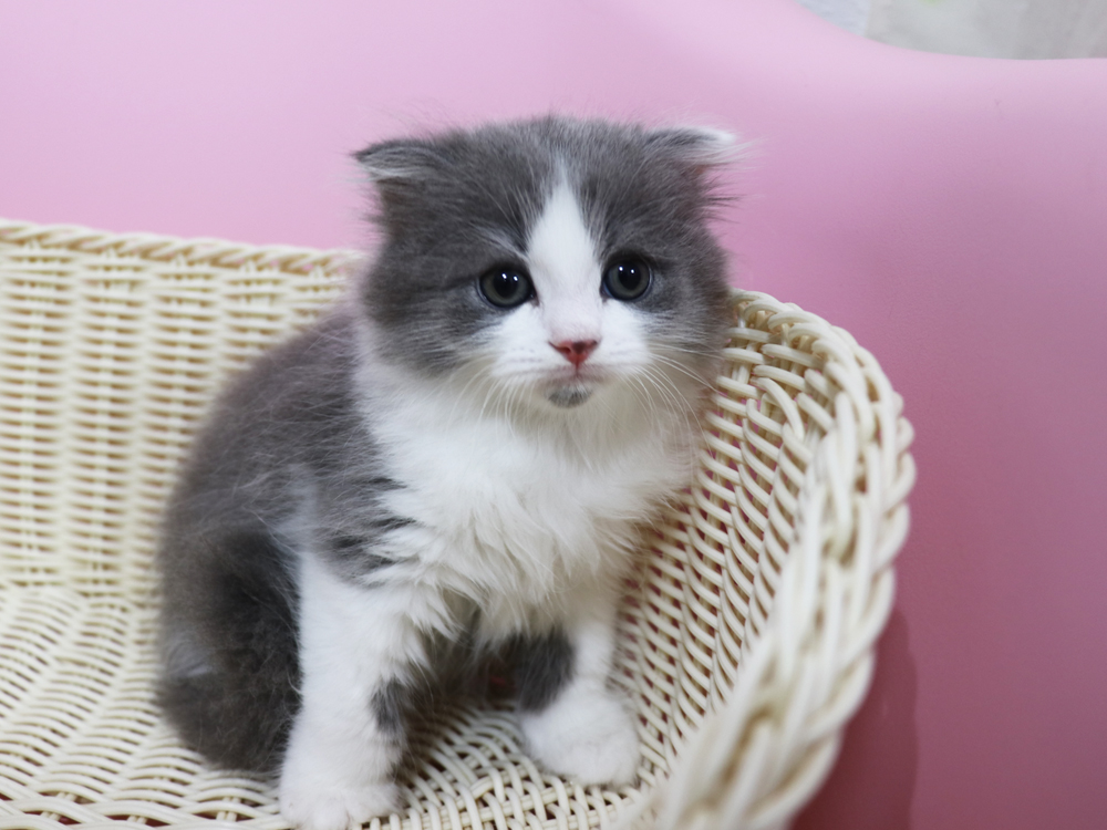 スコティッシュフォールドの子猫画像