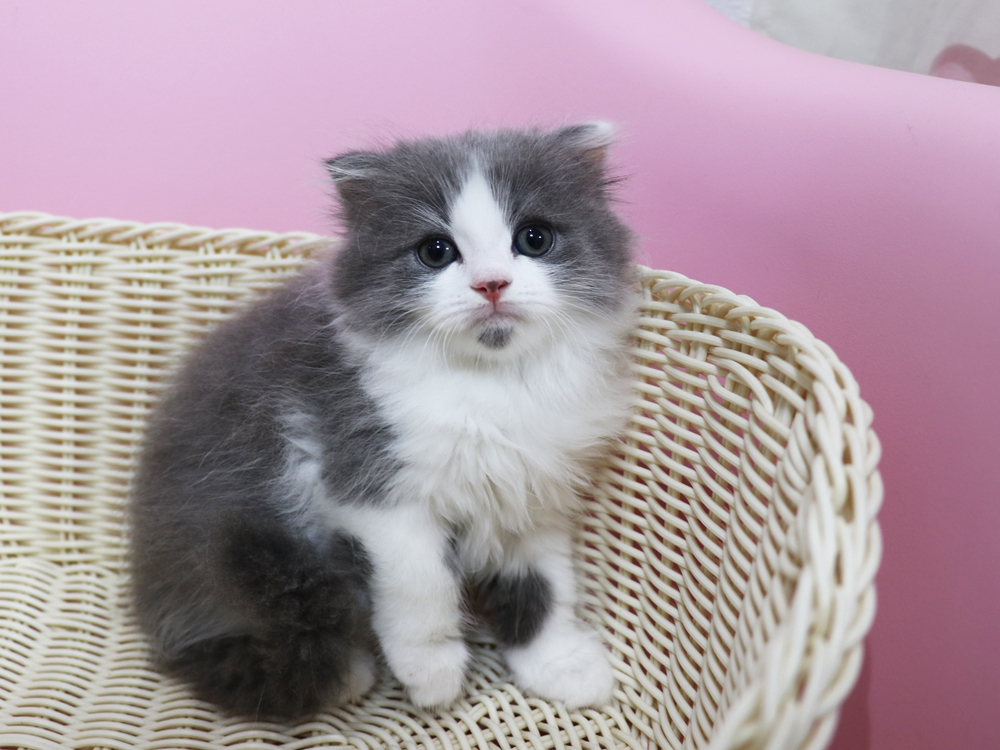 スコティッシュフォールドの子猫画像