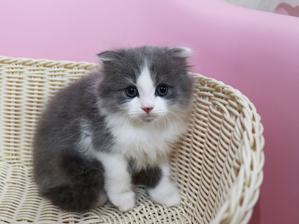 スコティッシュフォールドの子猫画像
