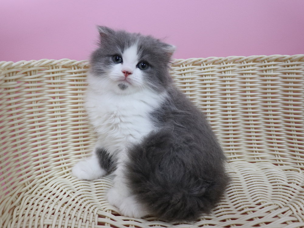 スコティッシュフォールドの子猫画像