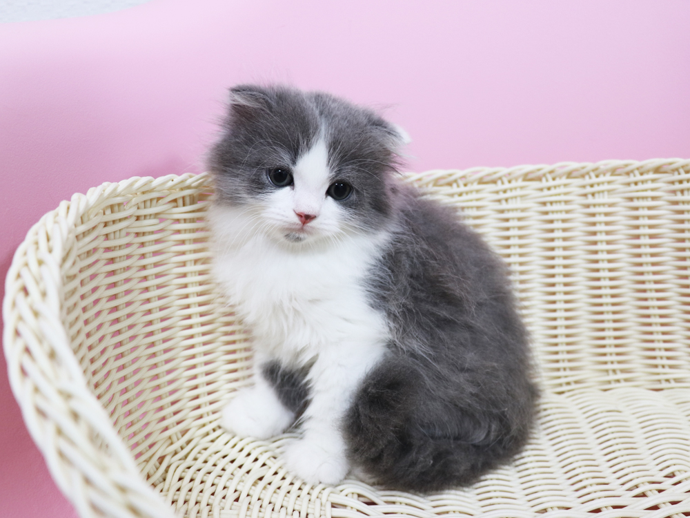 スコティッシュフォールドの子猫画像