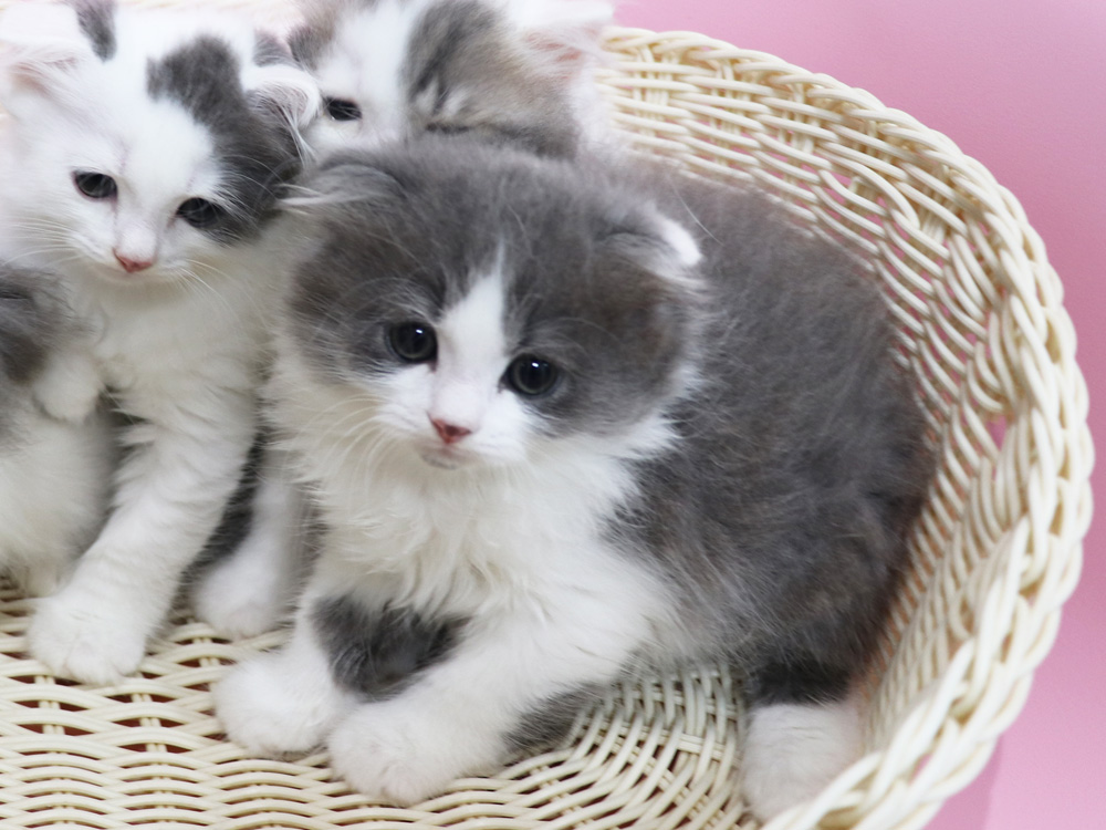スコティッシュフォールドの子猫画像
