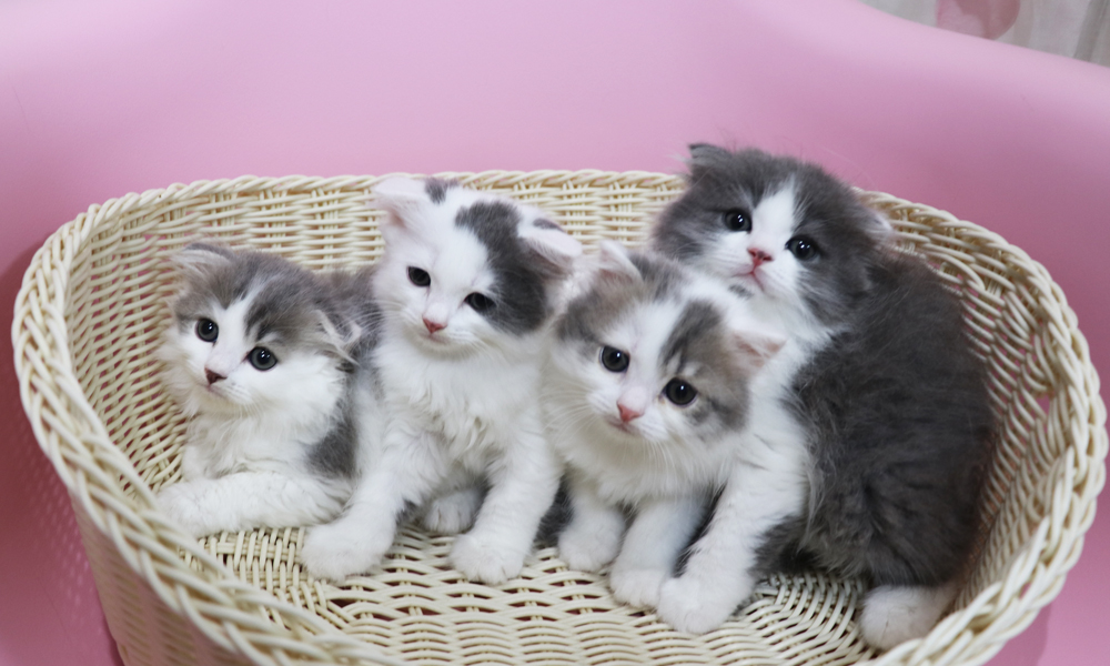 スコティッシュフォールドの子猫画像
