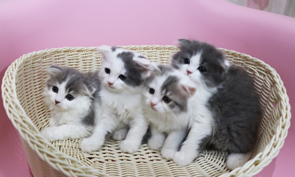 スコティッシュフォールドの子猫画像