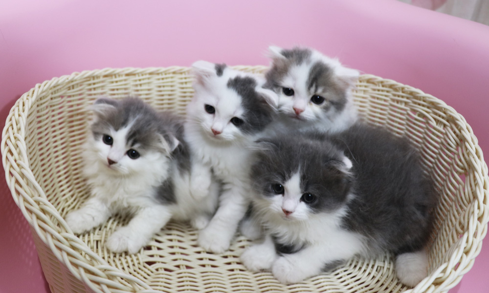 スコティッシュフォールドの子猫画像