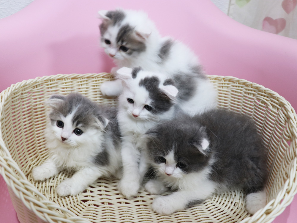 スコティッシュフォールドの子猫画像