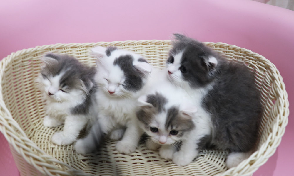 スコティッシュフォールドの子猫画像