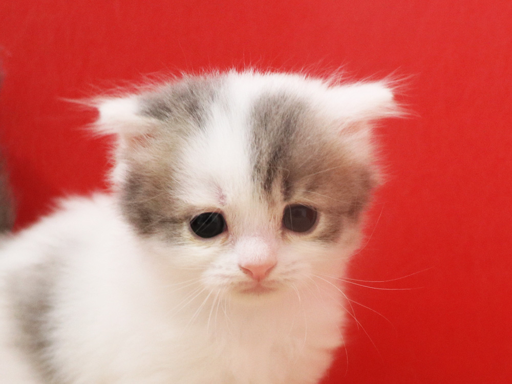 スコティッシュフォールドの子猫画像