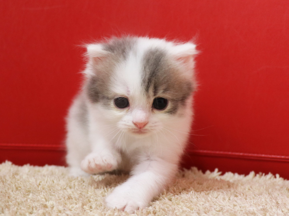 スコティッシュフォールドの子猫画像