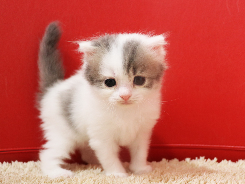 スコティッシュフォールドの子猫画像
