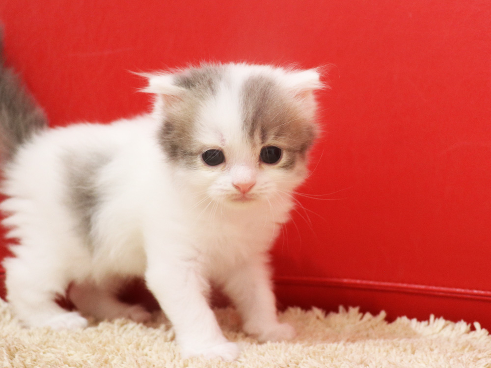 スコティッシュフォールドの子猫画像