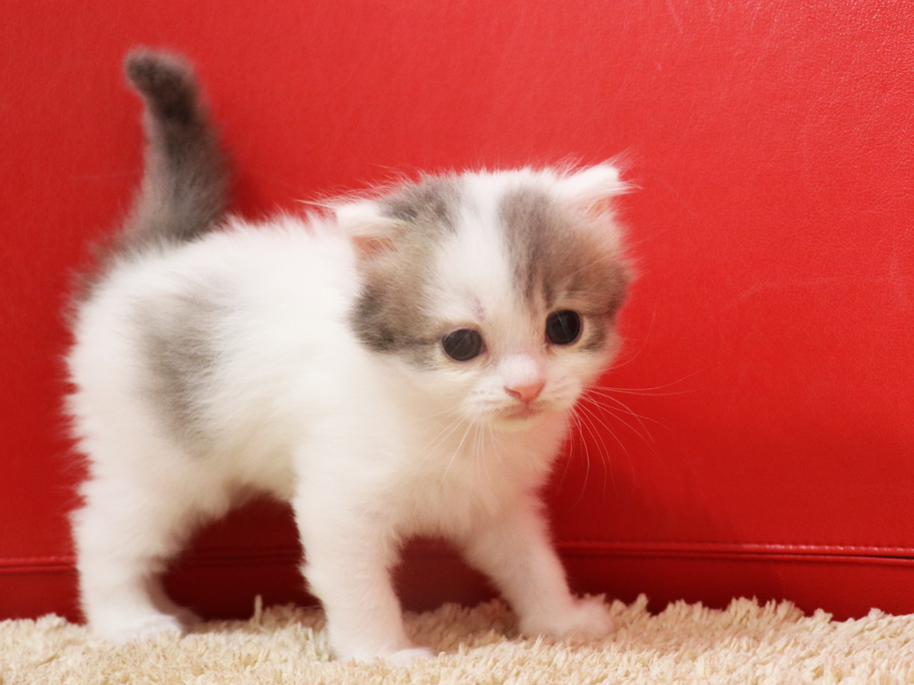 スコティッシュフォールドの子猫画像