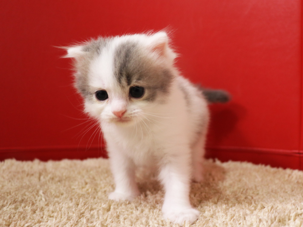 スコティッシュフォールドの子猫画像