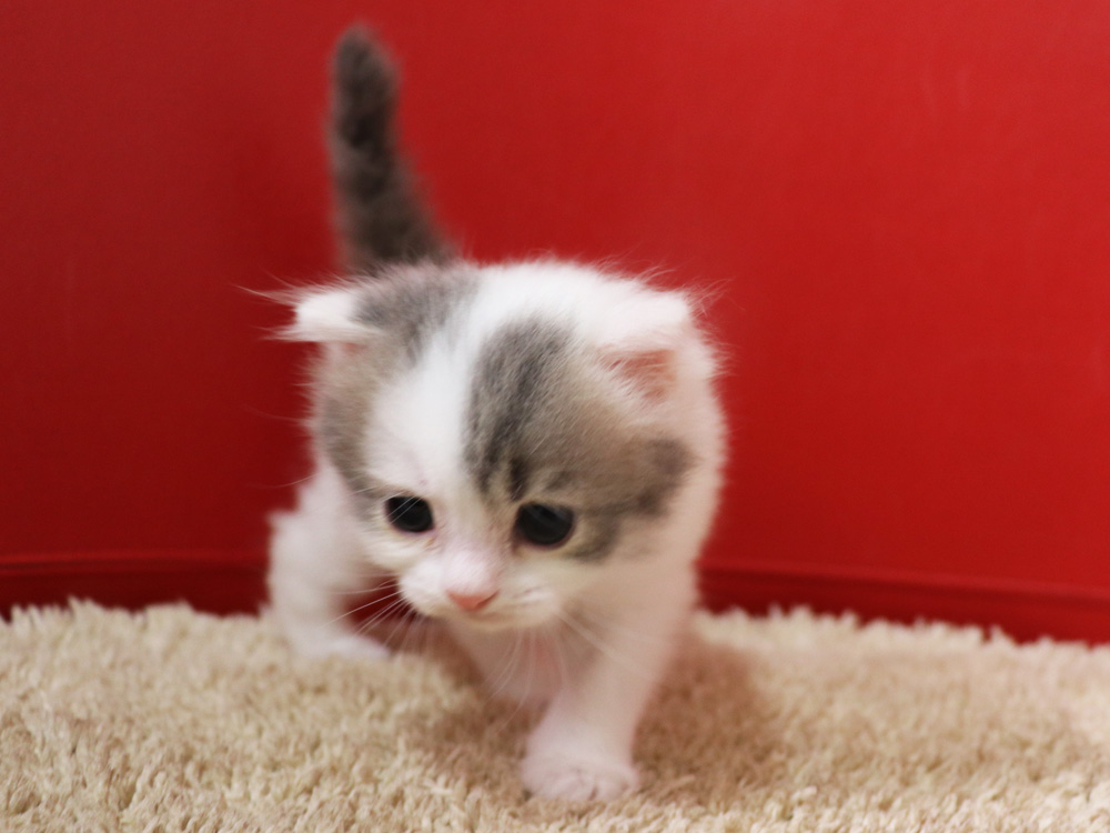 スコティッシュフォールドの子猫画像