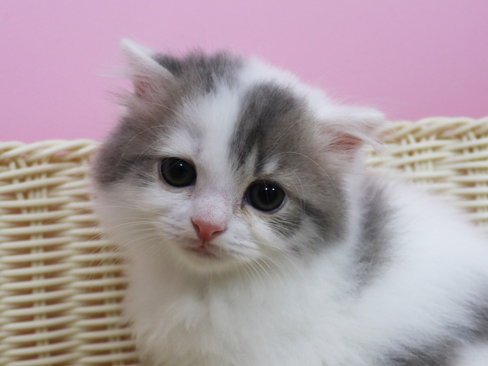 スコティッシュフォールドの子猫画像