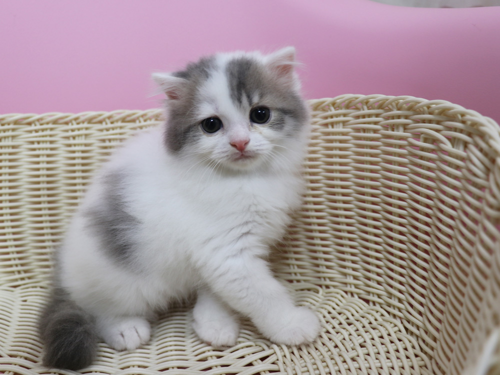 スコティッシュフォールドの子猫画像