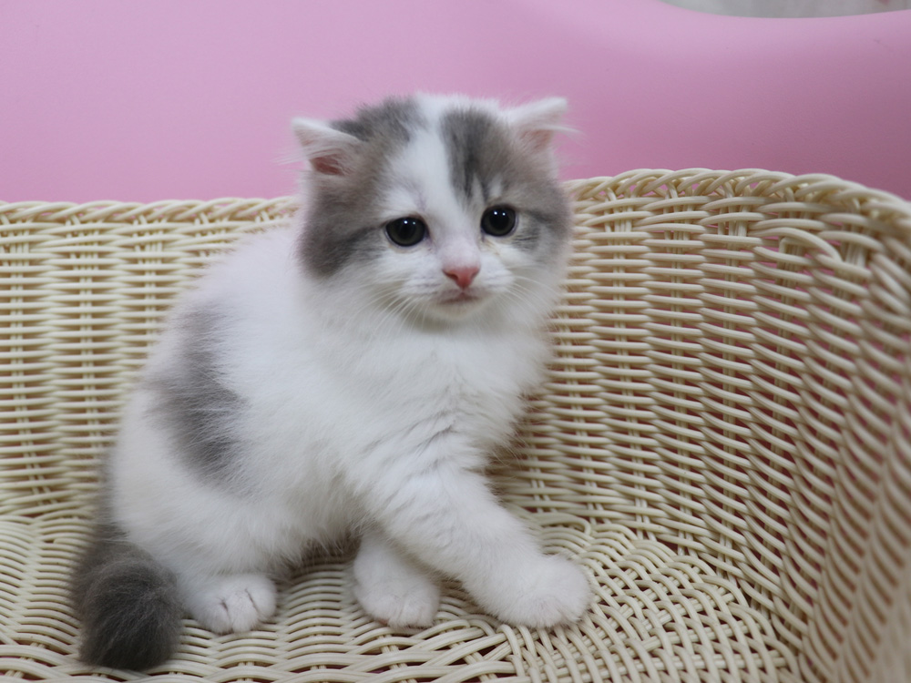 スコティッシュフォールドの子猫画像