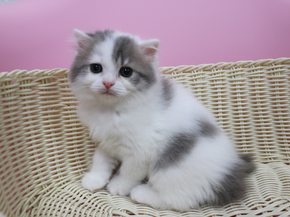 スコティッシュフォールドの子猫画像