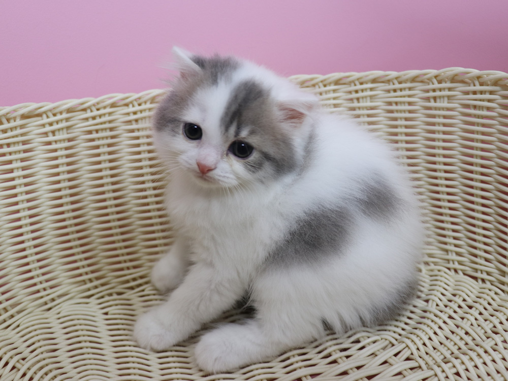 スコティッシュフォールドの子猫画像