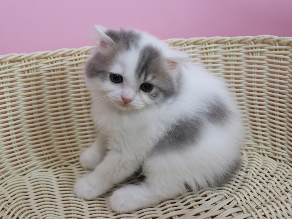 スコティッシュフォールドの子猫画像