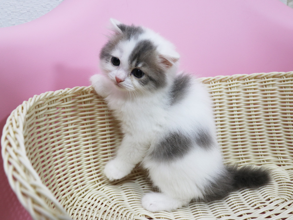 スコティッシュフォールドの子猫画像