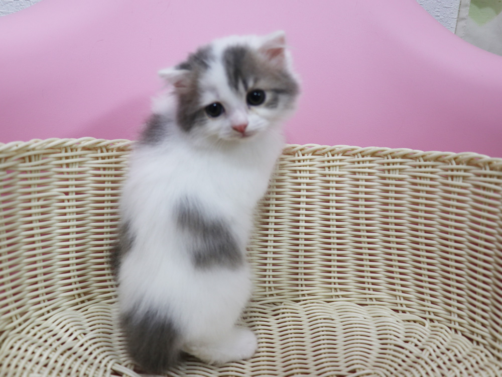スコティッシュフォールドの子猫画像