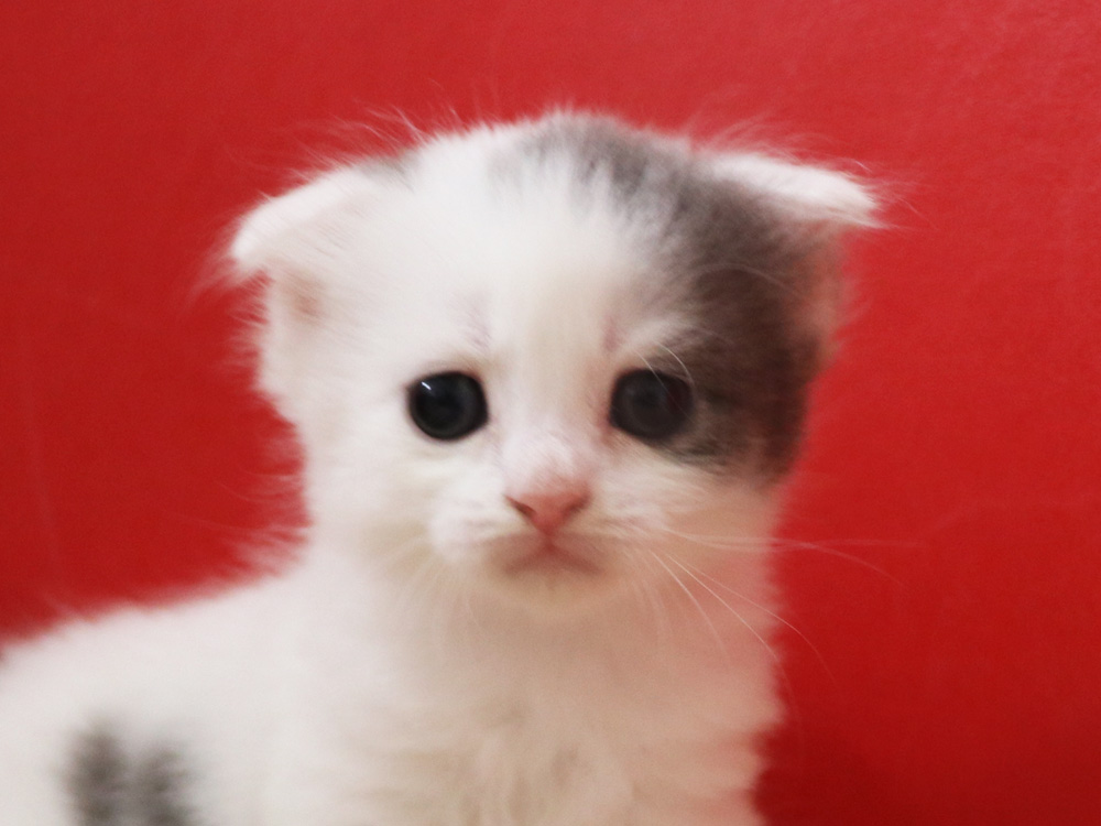スコティッシュフォールドの子猫画像