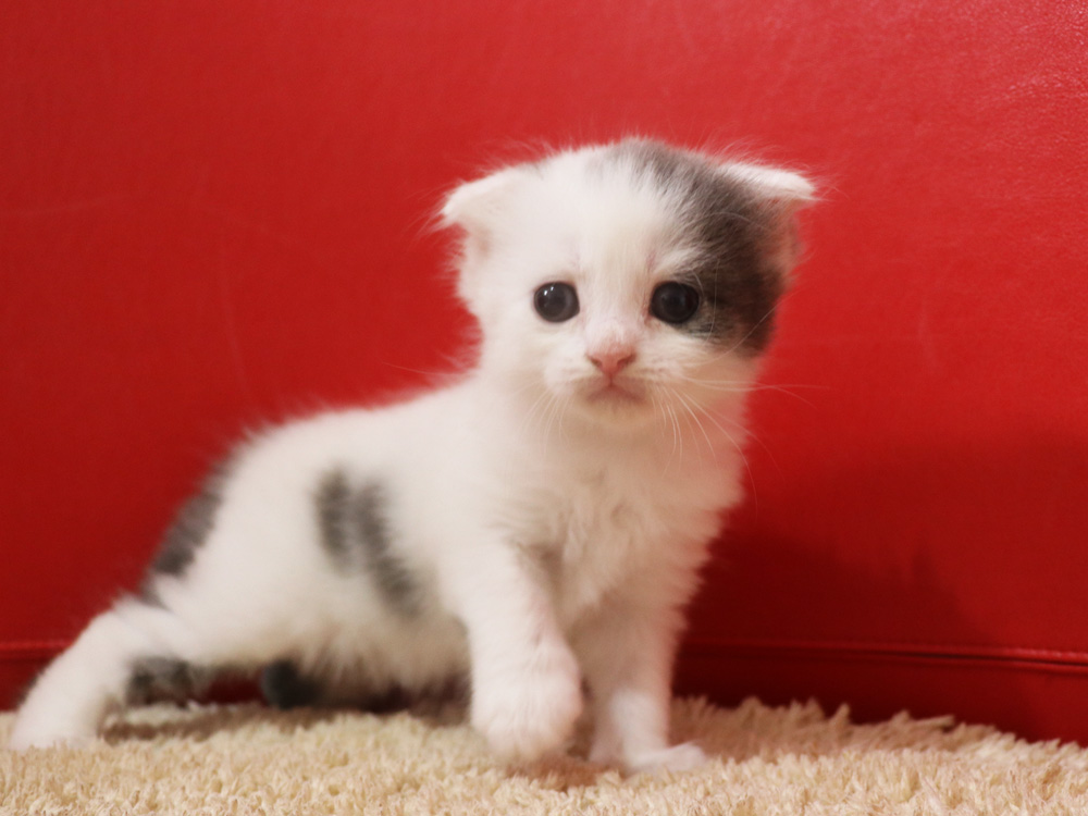 スコティッシュフォールドの子猫画像
