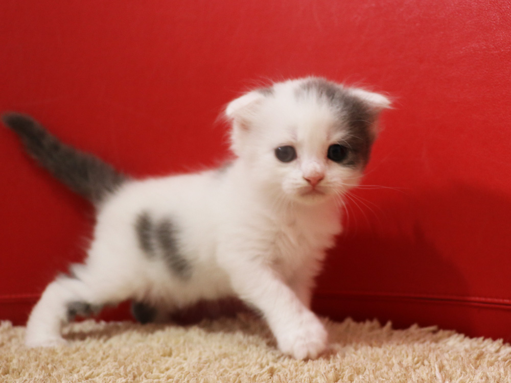 スコティッシュフォールドの子猫画像