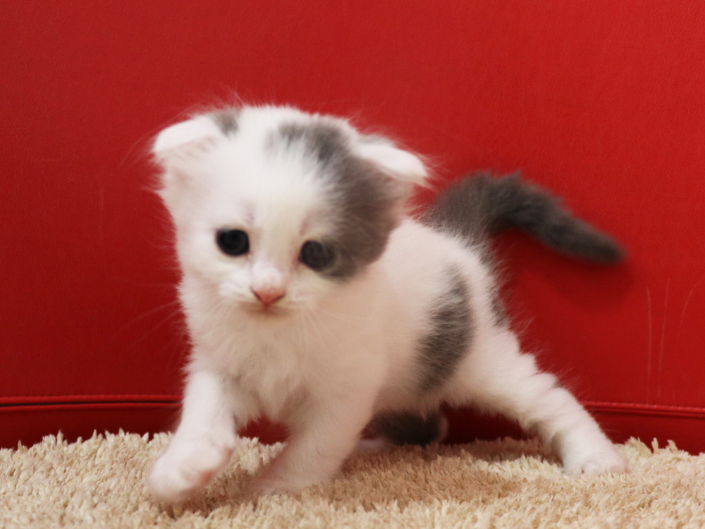 スコティッシュフォールドの子猫画像