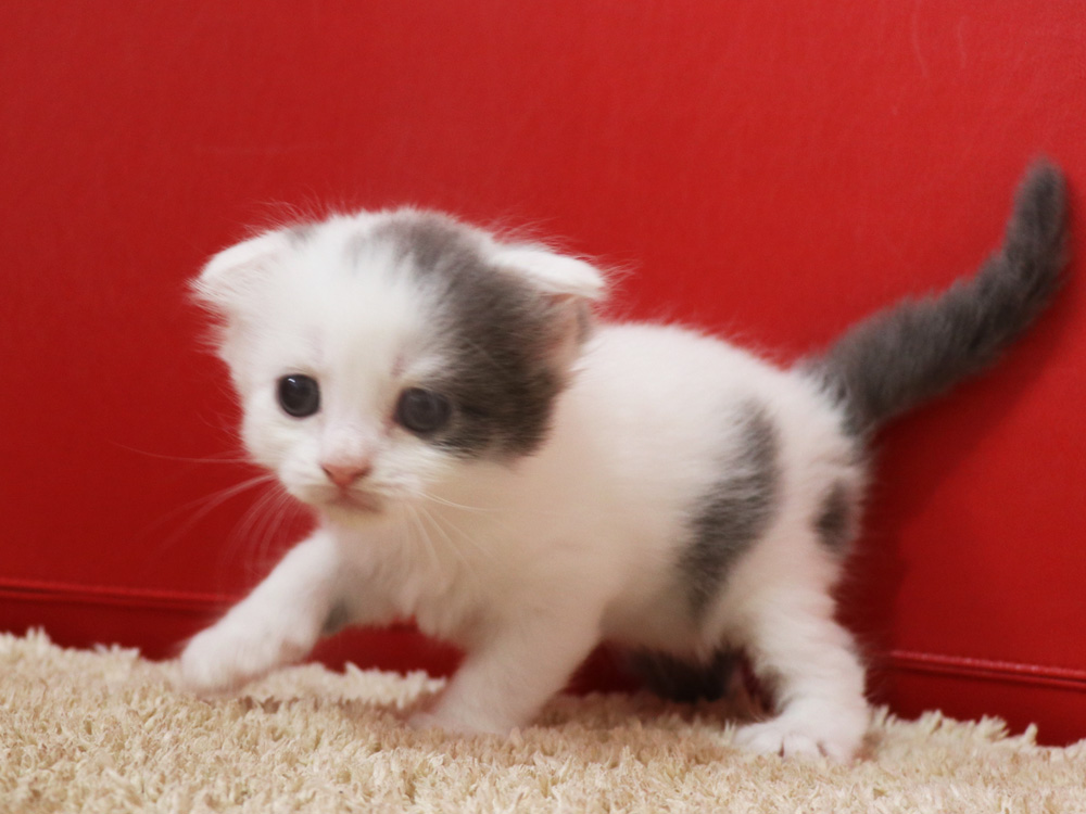スコティッシュフォールドの子猫画像