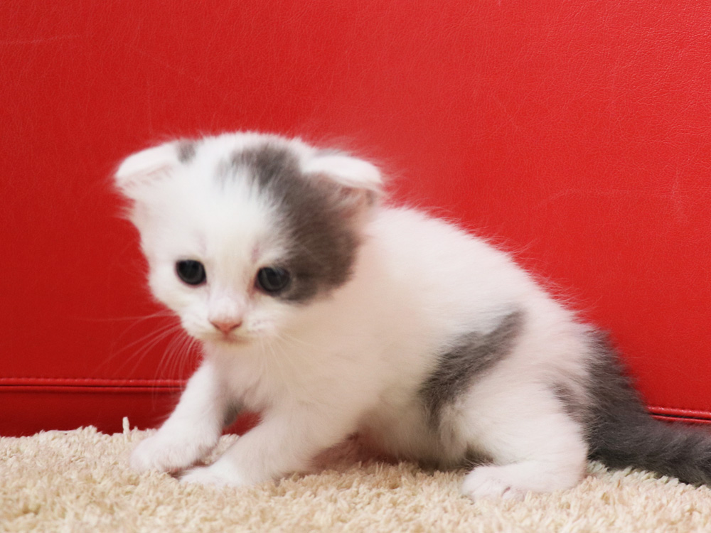 スコティッシュフォールドの子猫画像